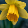 What is the difference between a daffodil and a narcissus