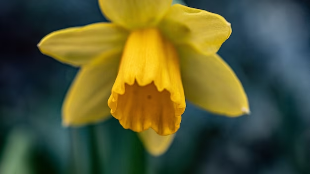 Close-up of a yellow daffodil flower with a trumpet-shaped center, distinct from a narcissus