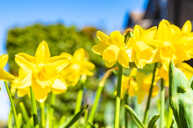  A group of daffodils with long, slender leaves and bright yellow petals, unlike narcissus
