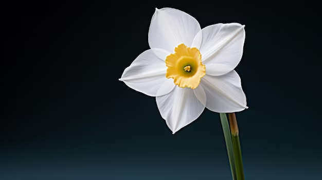  Single white narcissus flower with a delicate, star-shaped center, differing from daffodils