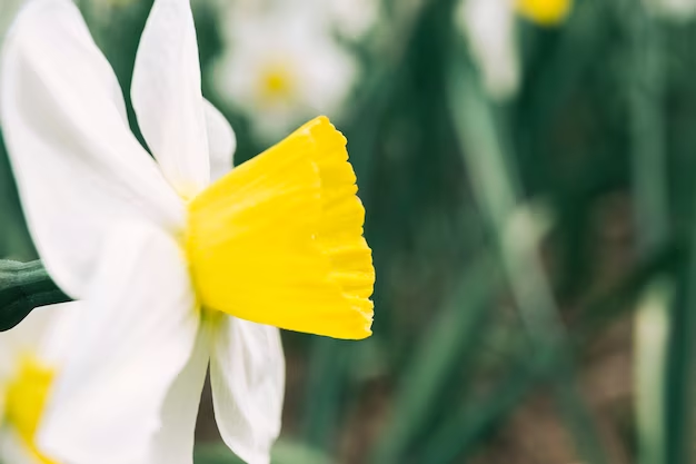  White narcissus flowers with a small yellow center, contrasting with daffodils
